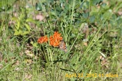 IMG_0530