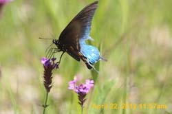 IMG_0553