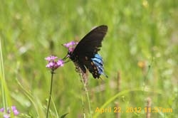 IMG_0555