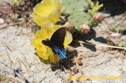 IMG_0575