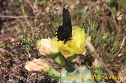 IMG_0581