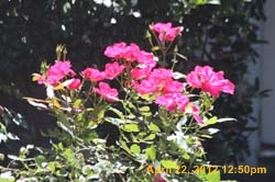 IMG_0600