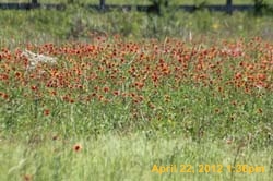 IMG_0611