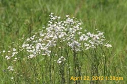 IMG_0618