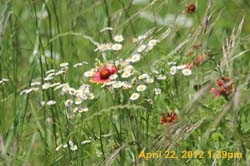IMG_0619