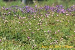 IMG_0620