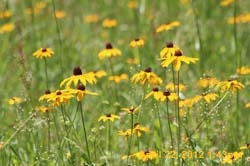 IMG_0627
