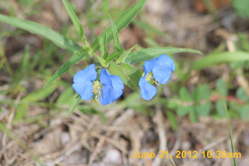IMG_1039