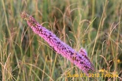 IMG_1064