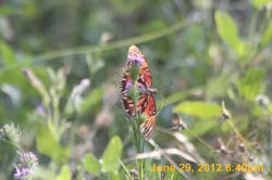IMG_1075