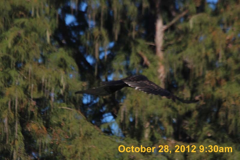 IMG_1517