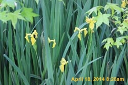 IMG_8971