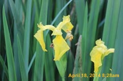 IMG_8973