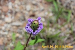 IMG_9094