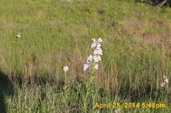 IMG_2794