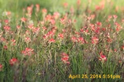 IMG_2808