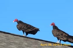 IMG_2816