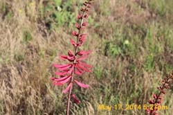 IMG_9237