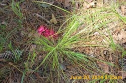 IMG_9380