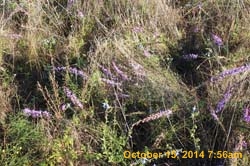 IMG_0079
