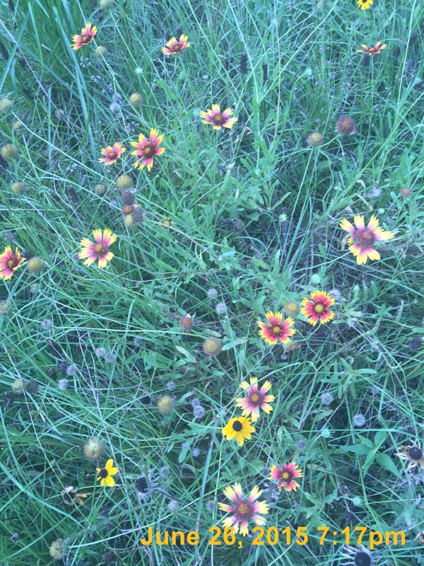 IMG_2723