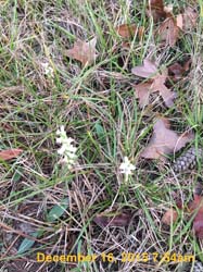 IMG_0557