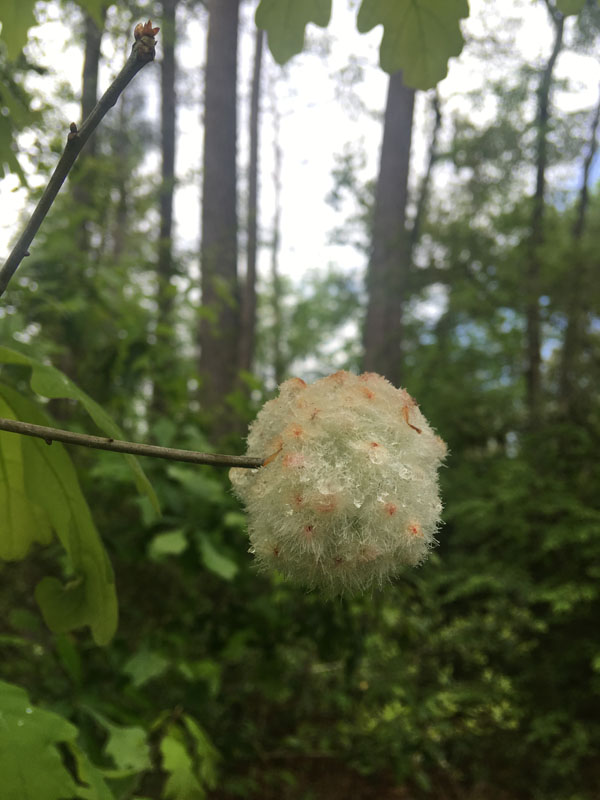 IMG_3751