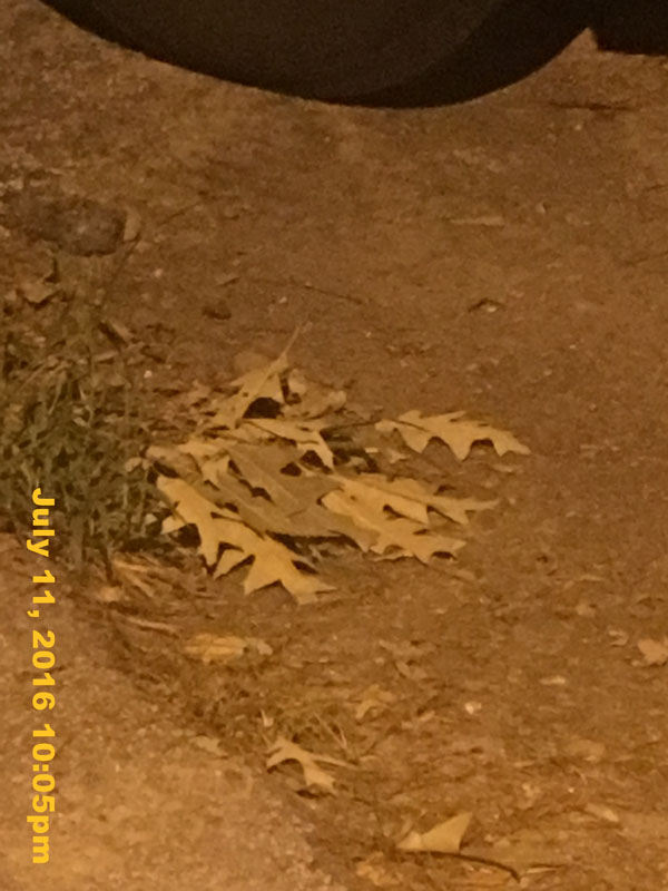 IMG_8491