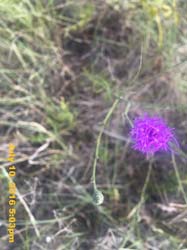 IMG_8447