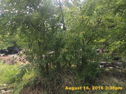 IMG_0541