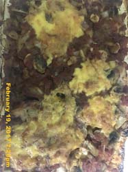 IMG_5231