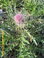 IMG_6218