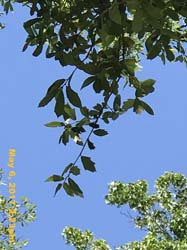 IMG_0729