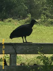 IMG_0967