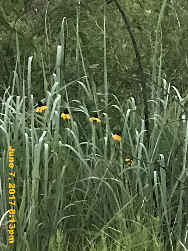 IMG_1613