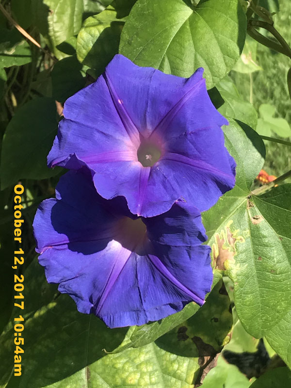 IMG_7918
