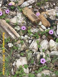 IMG_2826